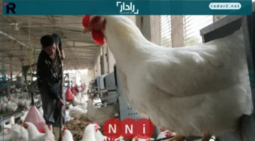 أسعار الدواجن في الأسواق المصرية اليوم 19 أكتوبر 2025